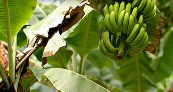 BIO banány HiPP