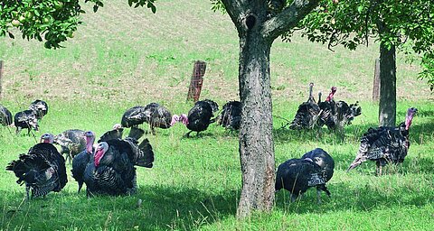 O původu krůtího HiPP: farma O původu krůtího HiPP: farma