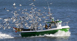 Udržitelný rybolov HiPP
