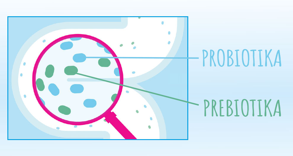 Probiotika a prebiotika - rozdíl