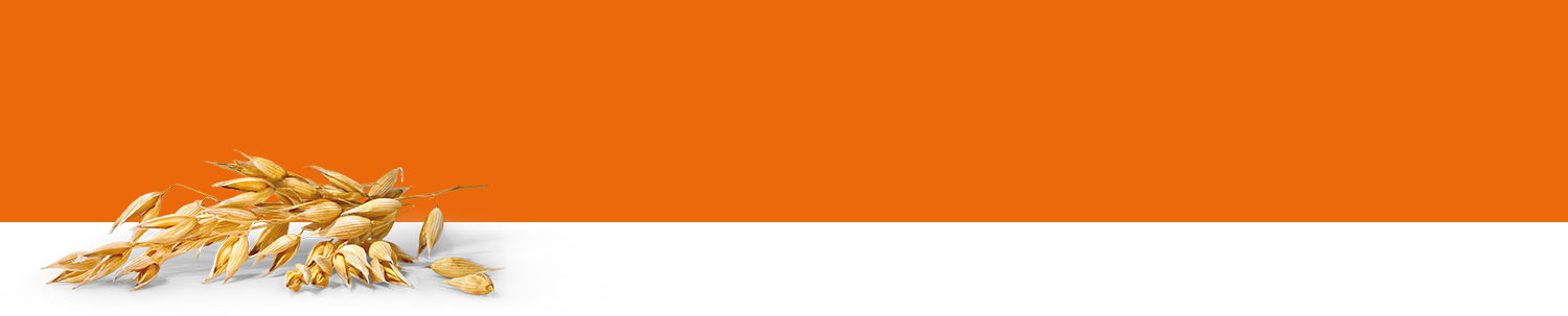 A bunch of golden-yellow grains or seeds is placed on a white surface against a solid orange background.