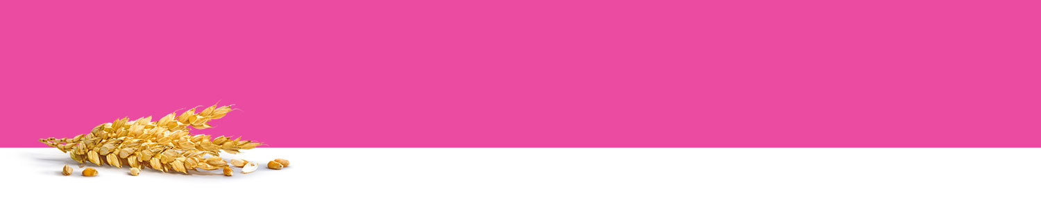 A grain-like structure rests on a white surface against a pink background.