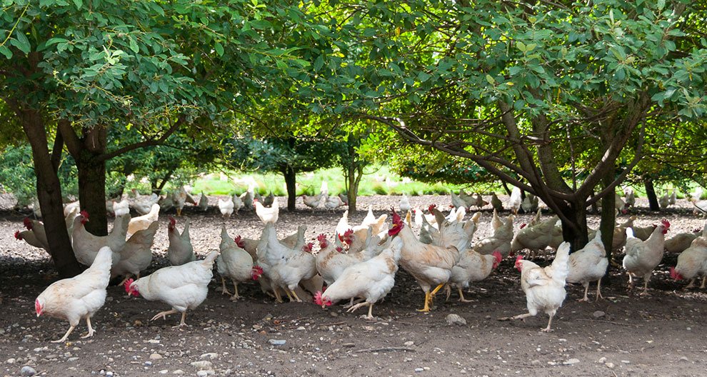 A flock of white chickens forages under a canopy of green trees.