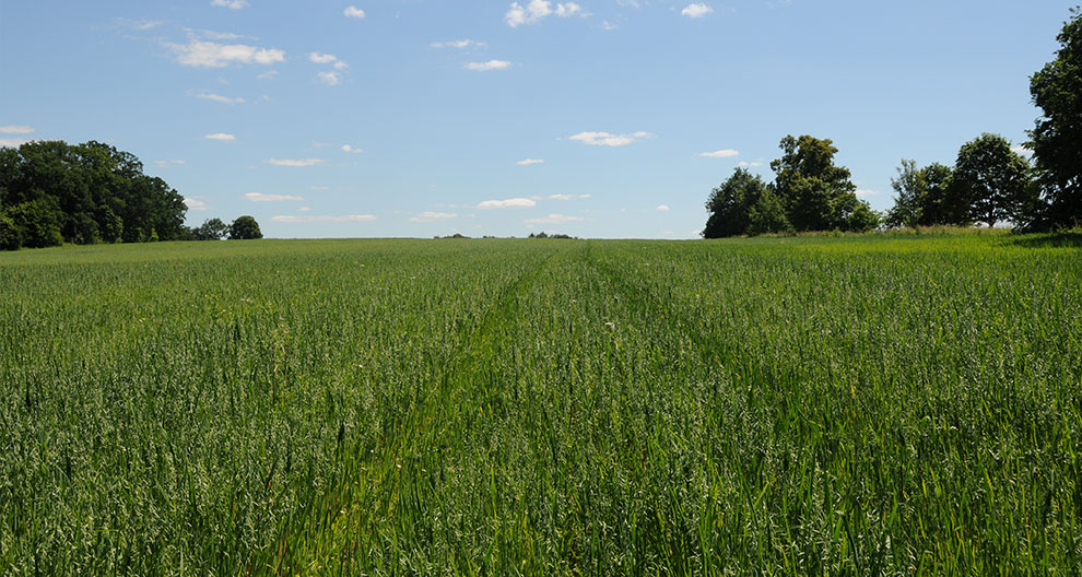 A verdant field under a clear blue sky with a few scattered clouds.