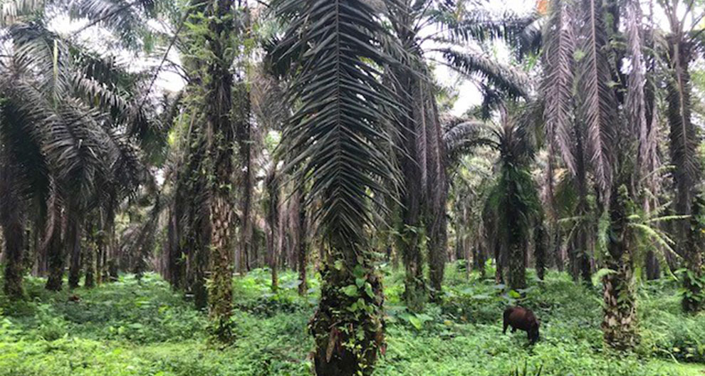 Tall palm trees stand in a dense forest, with a single animal grazing in the distance.